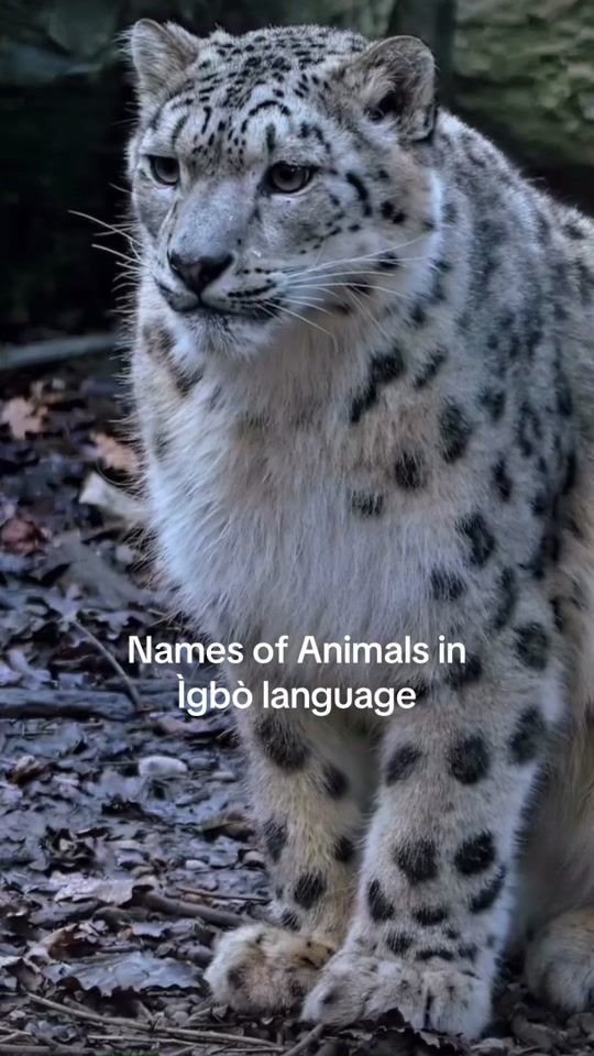 TikTok video thumbnail by igbosupremacy_