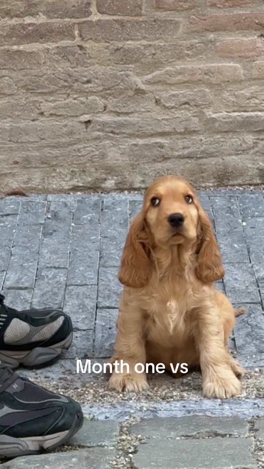 TikTok video thumbnail by mooshimoos