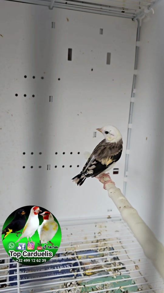 TikTok video thumbnail by top.carduelis