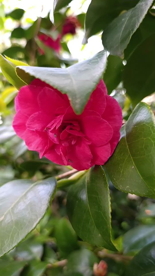 TikTok video thumbnail by tone.da.clara