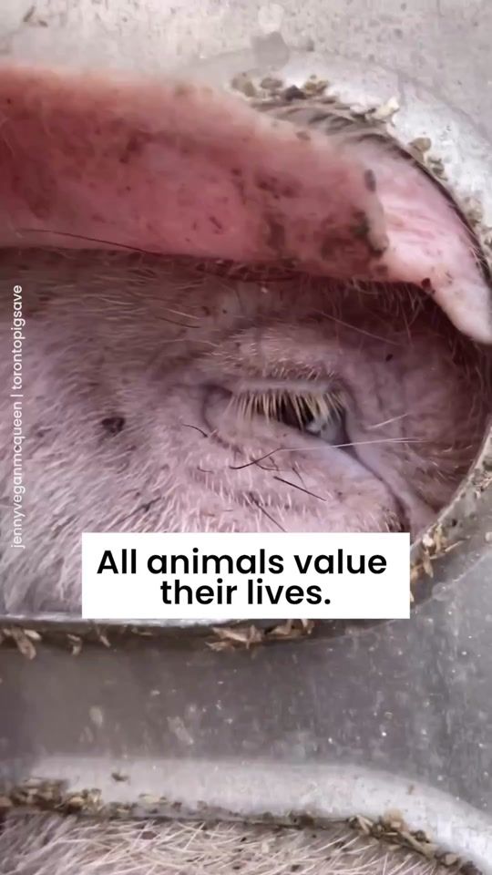 TikTok video thumbnail by vegan.f.t.a