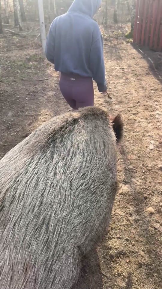 TikTok video thumbnail by dzikiprosiaczek