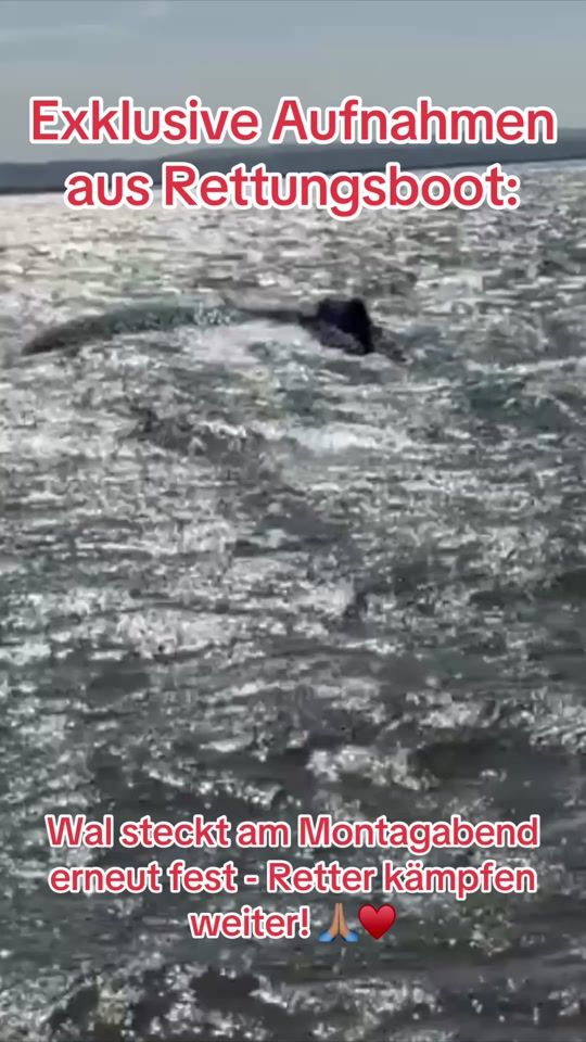 TikTok video thumbnail by einsatz_report_24