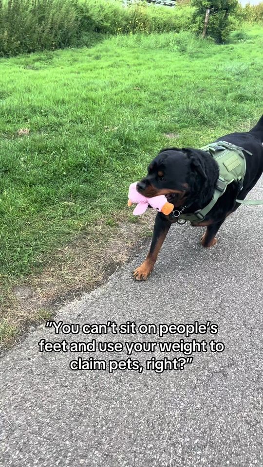 TikTok video thumbnail by dycederottweiler