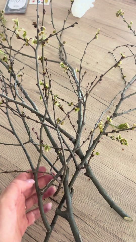 TikTok video thumbnail by paulka101