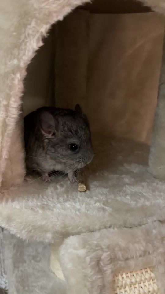 TikTok video thumbnail by beganovicsara