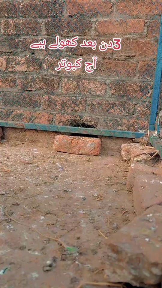 TikTok video thumbnail by waseemsaith55