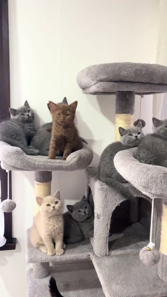 TikTok video thumbnail by bxl.zoo