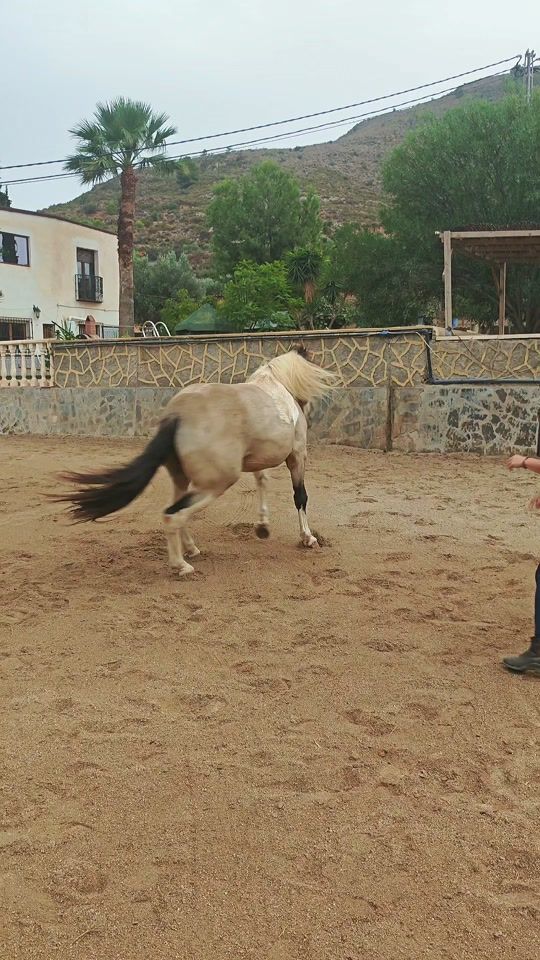 TikTok video thumbnail by pferde_der_sonne