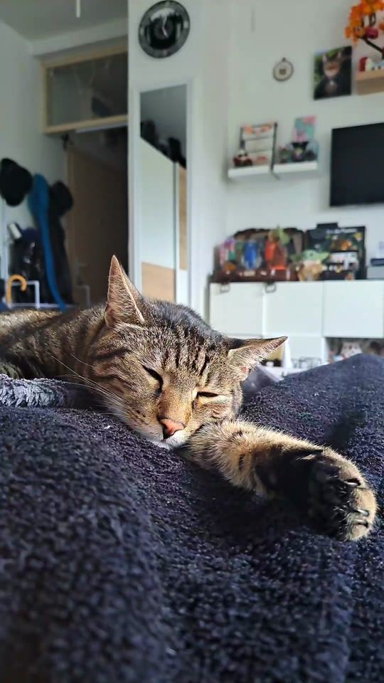TikTok video thumbnail by liam_the_everyday_cat