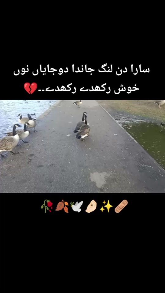 TikTok video thumbnail by hamrah2331