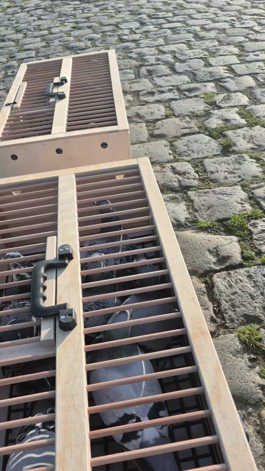 TikTok video thumbnail by titirigaionut