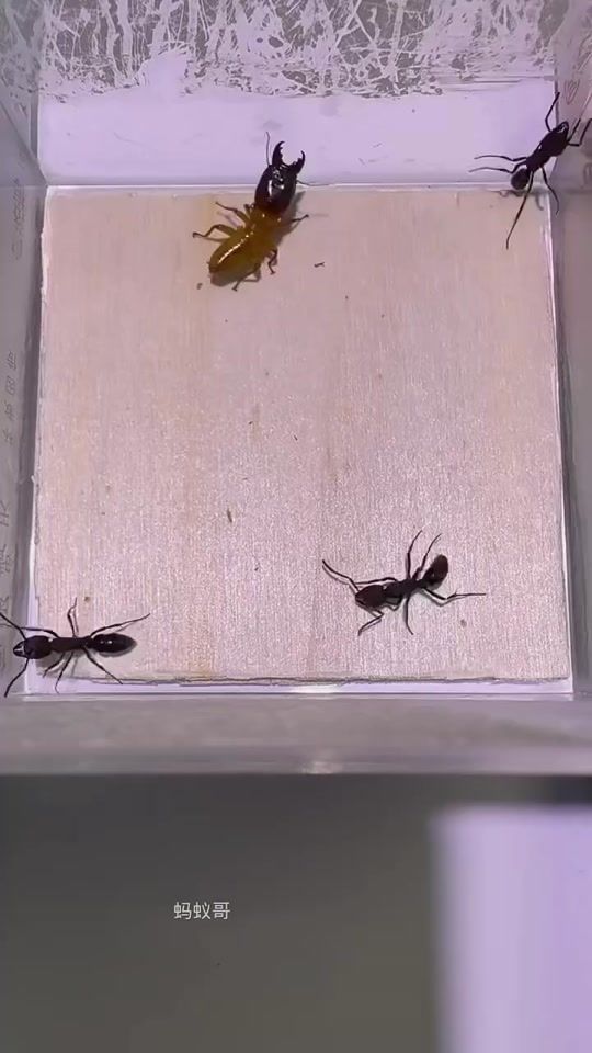 TikTok video thumbnail by pilottalk3