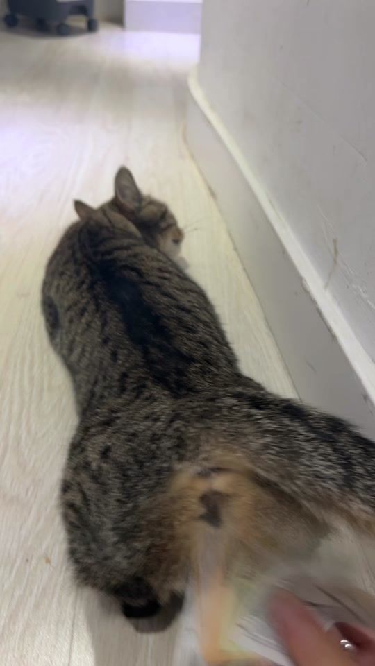TikTok video thumbnail by teefiimrtnz