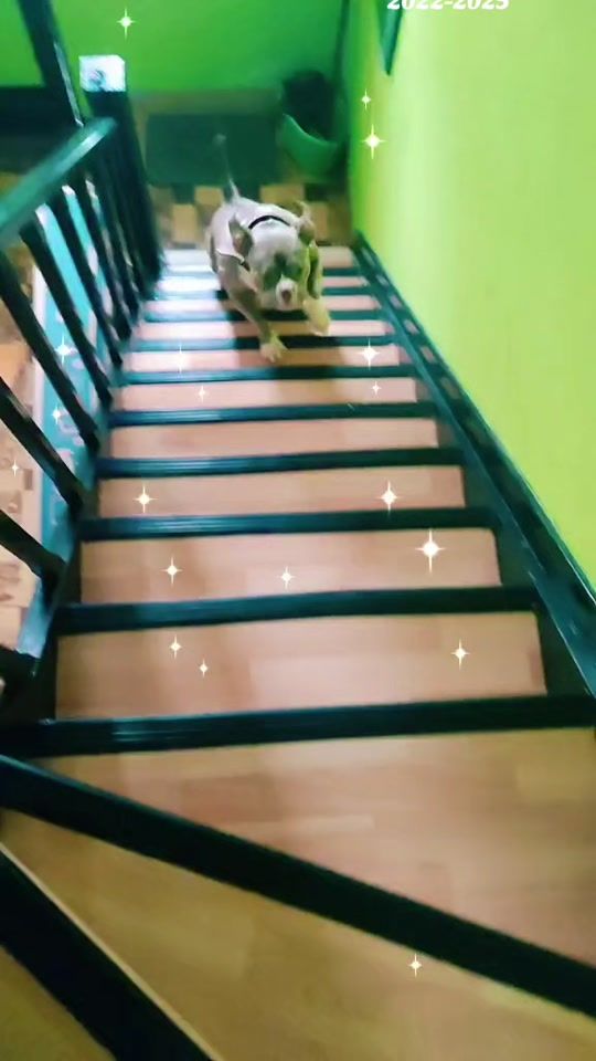 TikTok video thumbnail by team_bullys