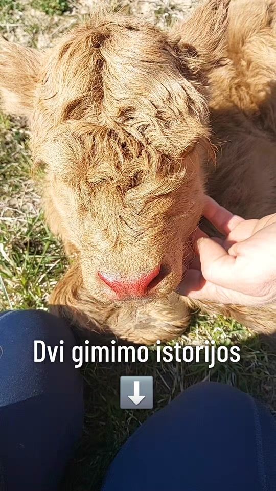 TikTok video thumbnail by gintarasszaleckiss