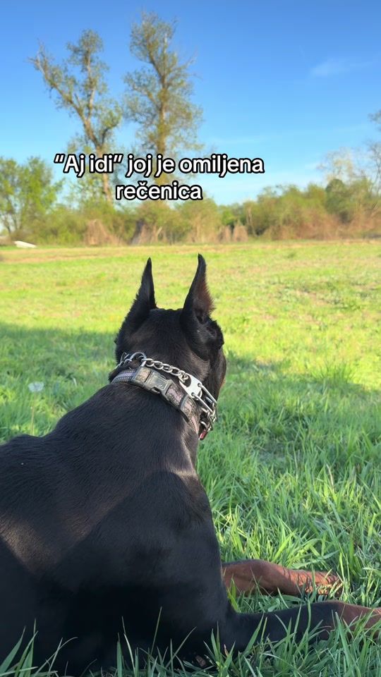 TikTok video thumbnail by reathedoberman