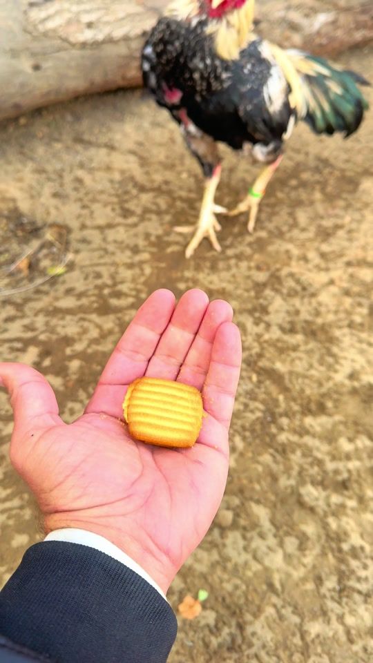 TikTok video thumbnail by zubairmalikaseel2