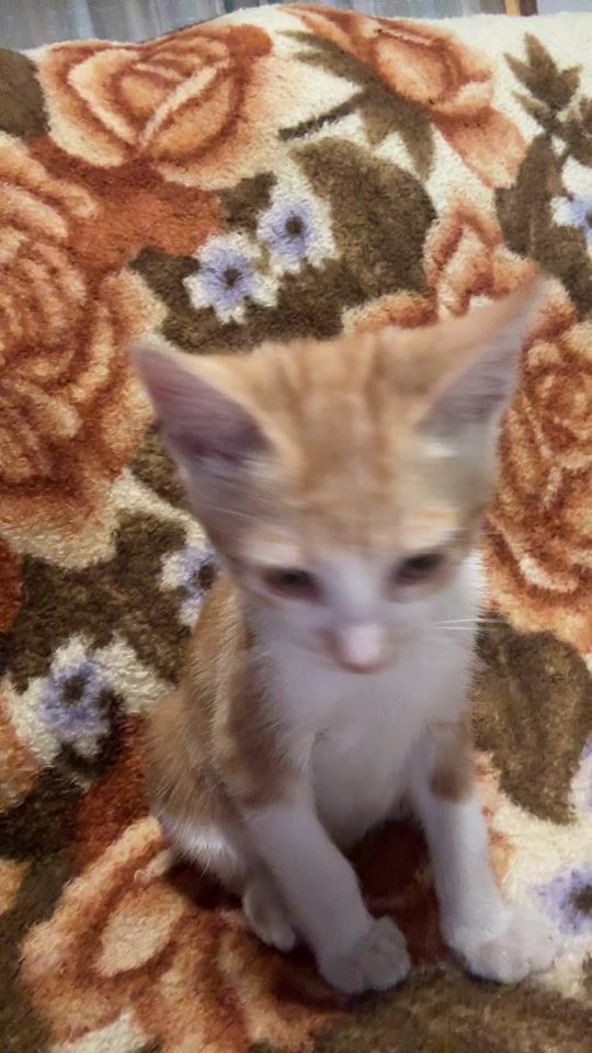 TikTok video thumbnail by inaszza