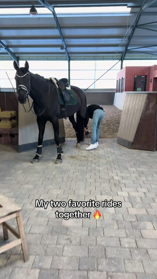 TikTok video thumbnail by herzenspferd.rudi