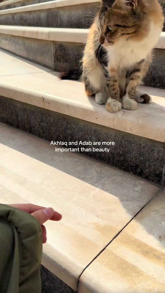 TikTok video thumbnail by halimaaee