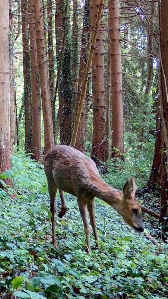 TikTok video thumbnail by onceuponaforest