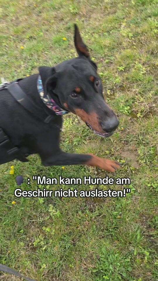 TikTok video thumbnail by littledogsecrets