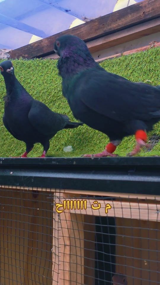 TikTok video thumbnail by mahmoud.aboud98