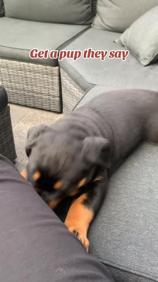 TikTok video thumbnail by rebbelvanhetbeemdenpark