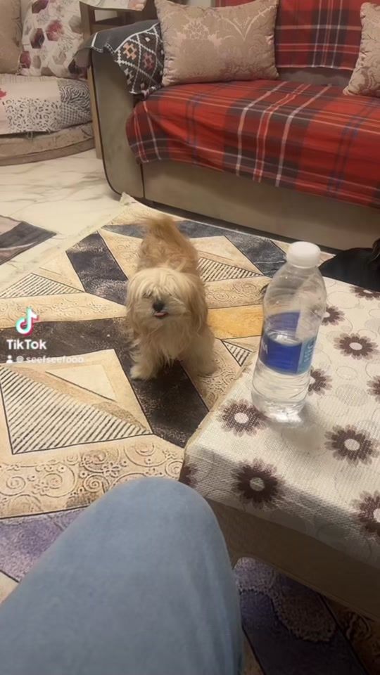 TikTok video thumbnail by seefseefooo