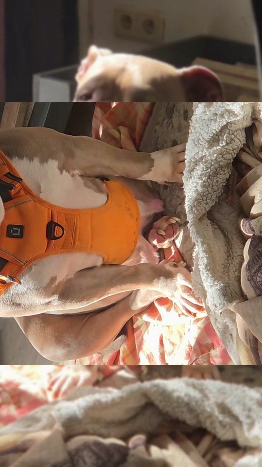 TikTok video thumbnail by team_bullys