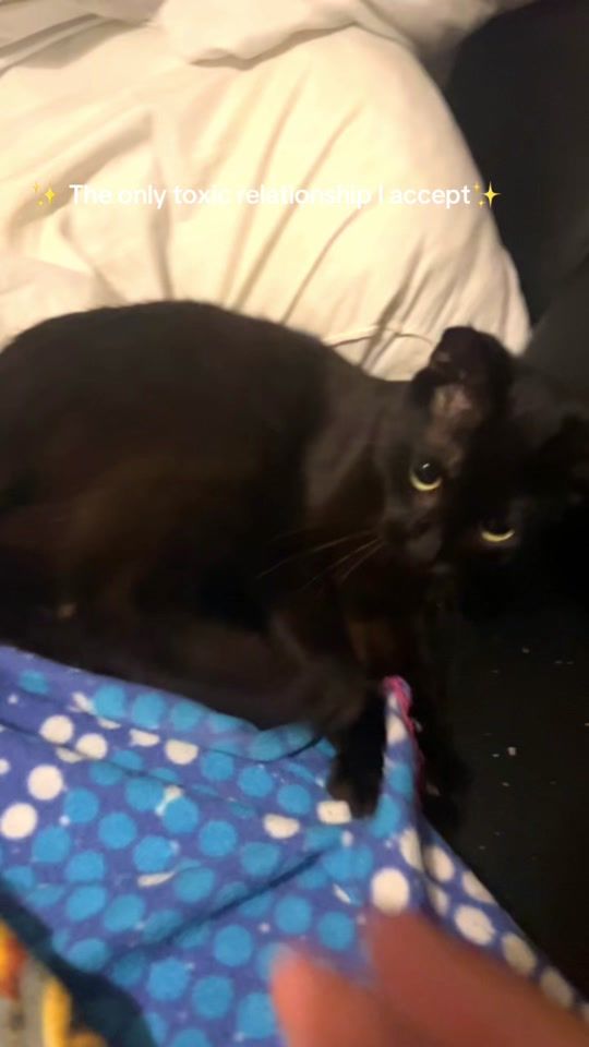 TikTok video thumbnail by talithariga
