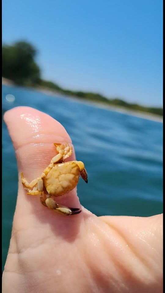 TikTok video thumbnail by mojemorecro