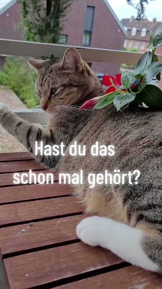 TikTok video thumbnail by marina.jmi