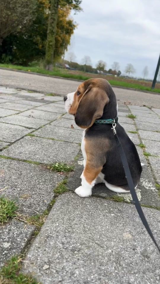 TikTok video thumbnail by pepperthebeagle0
