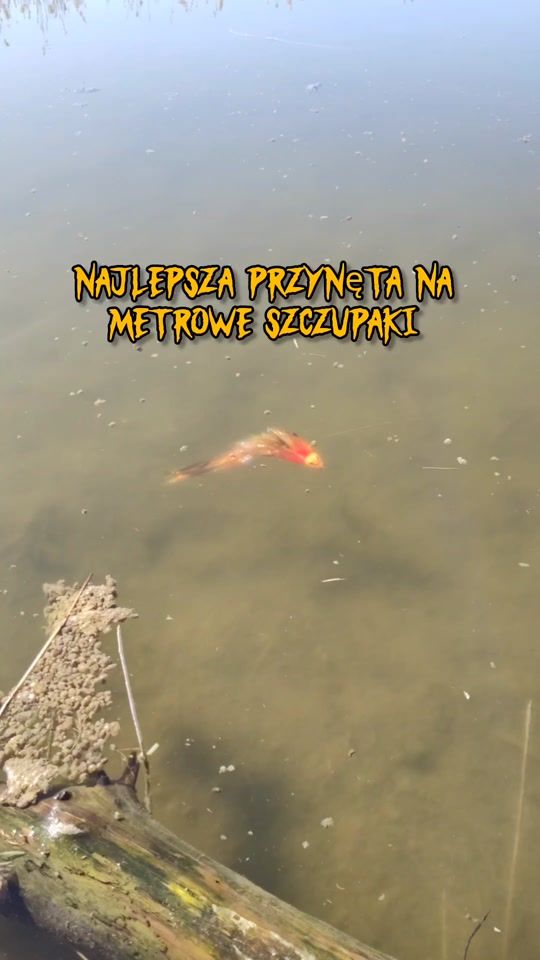TikTok video thumbnail by mfly_lures