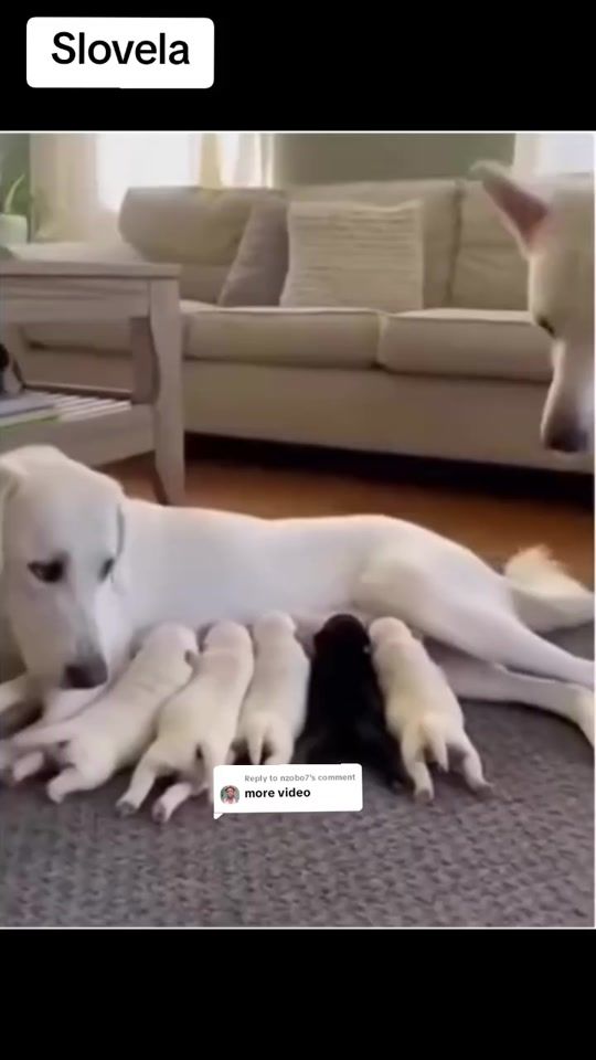 TikTok video thumbnail by low_vert