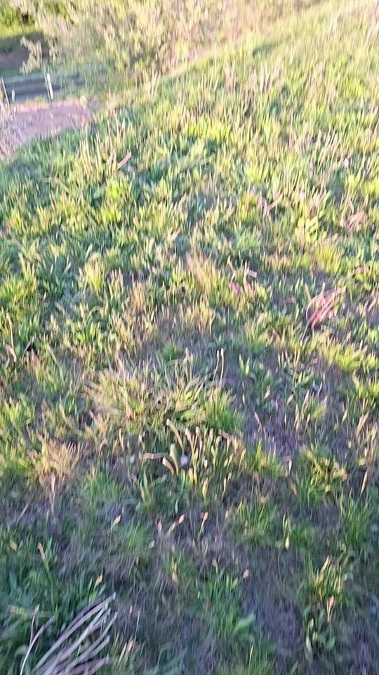 TikTok video thumbnail by hadj.ha15