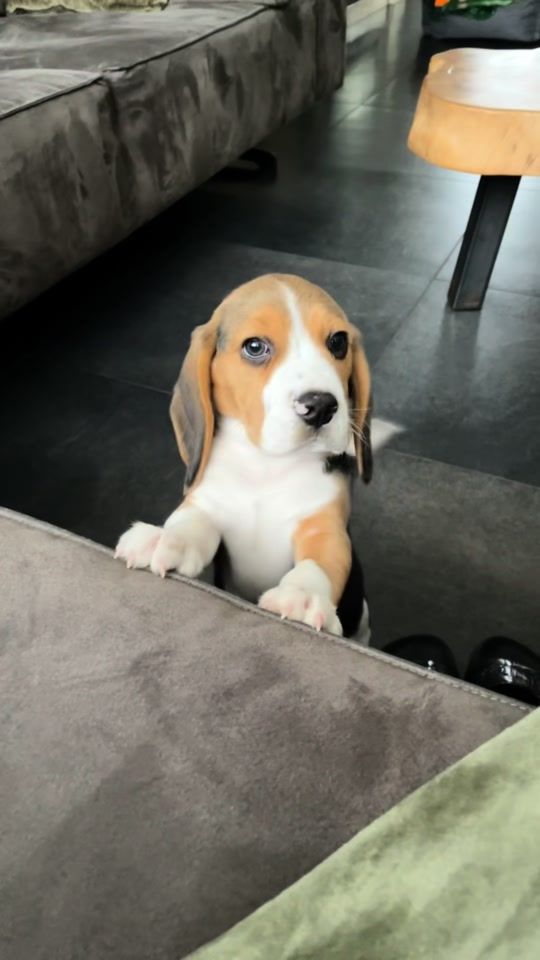 TikTok video thumbnail by pepperthebeagle0