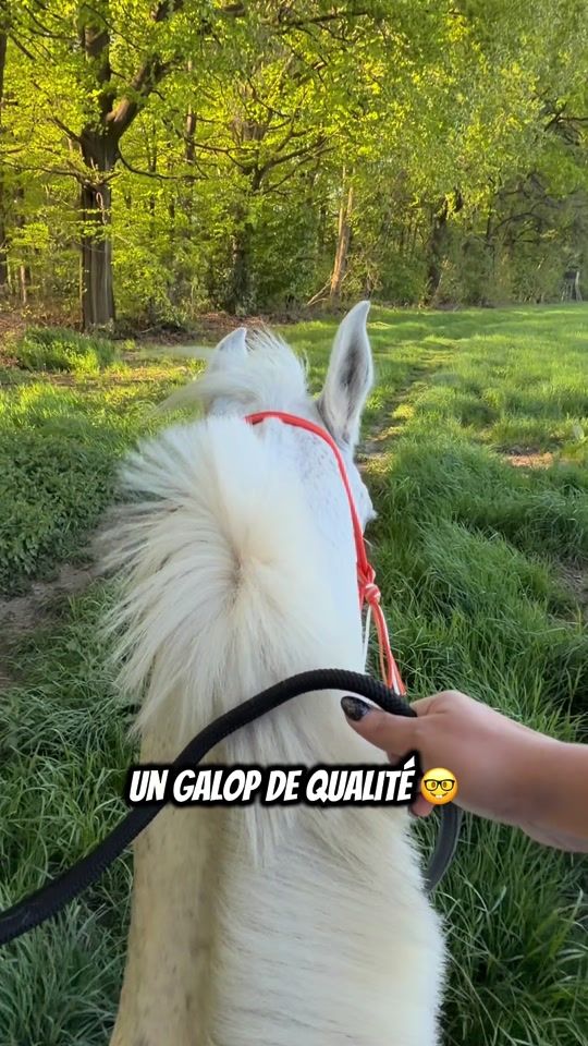 TikTok video thumbnail by lacavalierealafrange