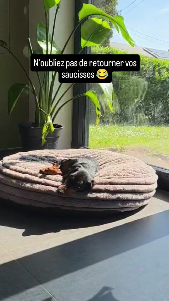 TikTok video thumbnail by peanutlasaucisse