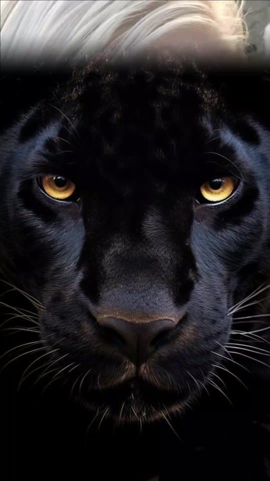 TikTok video thumbnail by mirjana278