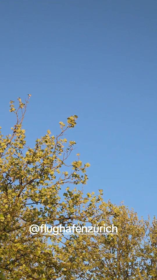 TikTok video thumbnail by peter.peter59