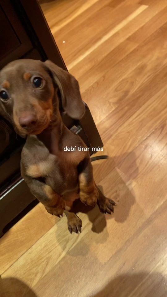 TikTok video thumbnail by thisistrufa