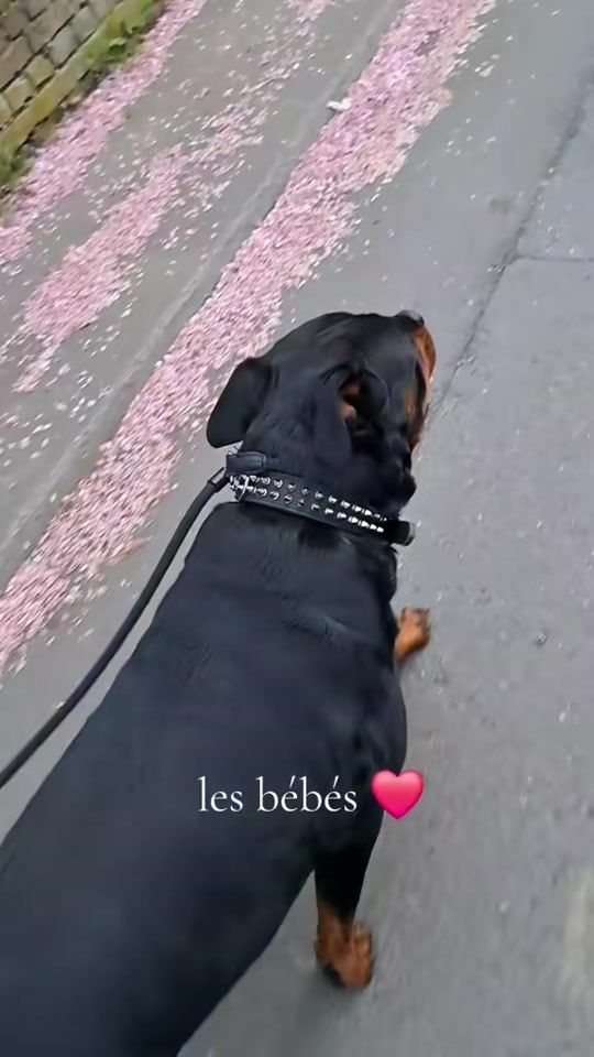 TikTok video thumbnail by passionrottweiler