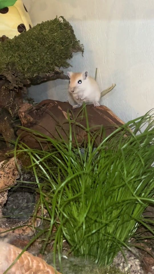 TikTok video thumbnail by gerbilscapeofficial