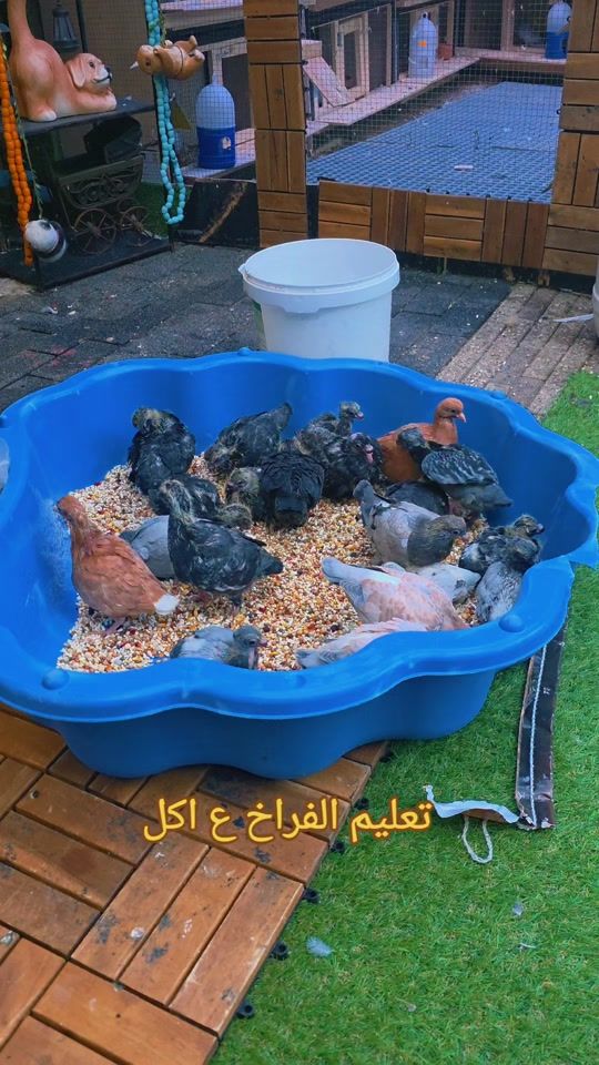 TikTok video thumbnail by mahmoud.aboud98
