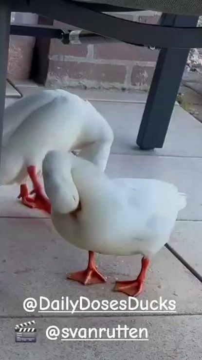 TikTok video thumbnail by daily.doses.ducks