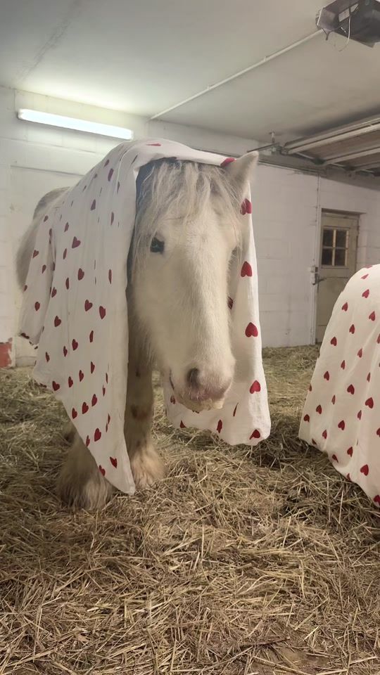 TikTok video thumbnail by hafihorse2