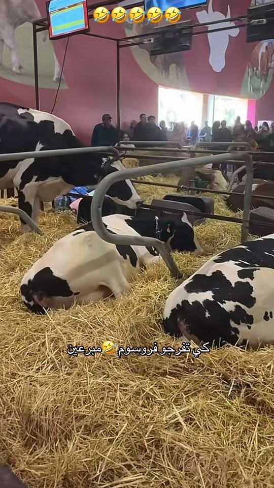 TikTok video thumbnail by kima_chad